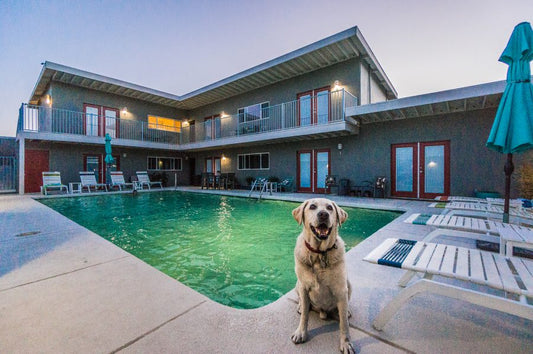 Baylor the Dog at the Desert Hot Springs