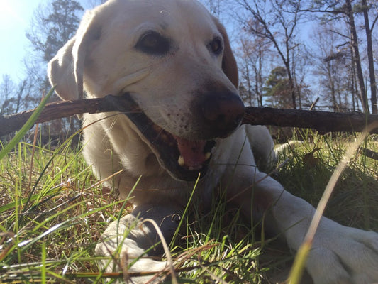 Baylor the Sidecar Dog
