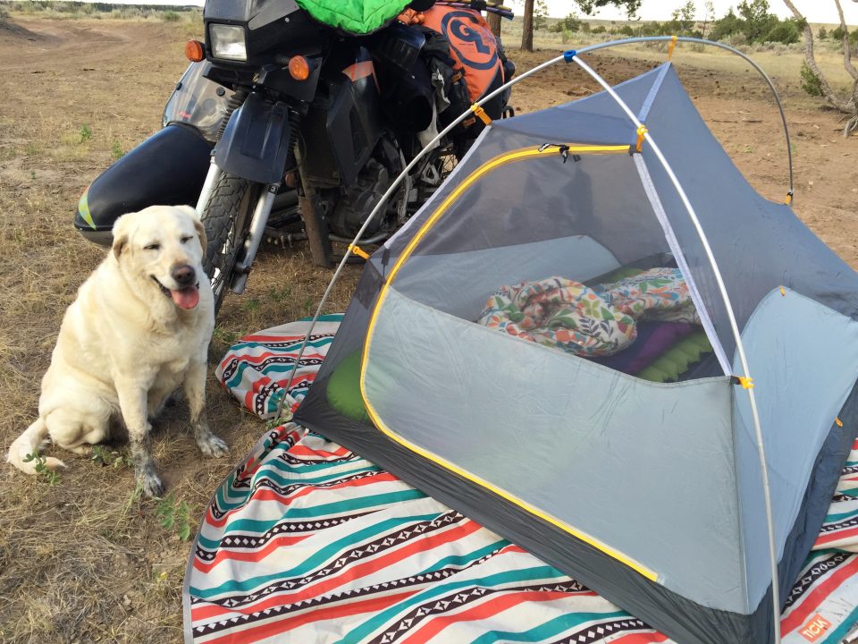 Baylor the Dog Gets Dirty Camping