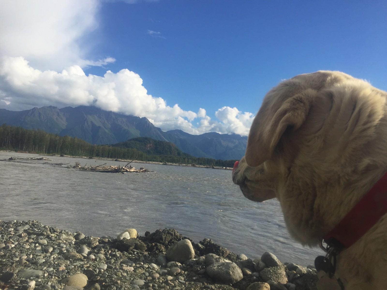 Baylor the Dog - Matanuska River, Alaska