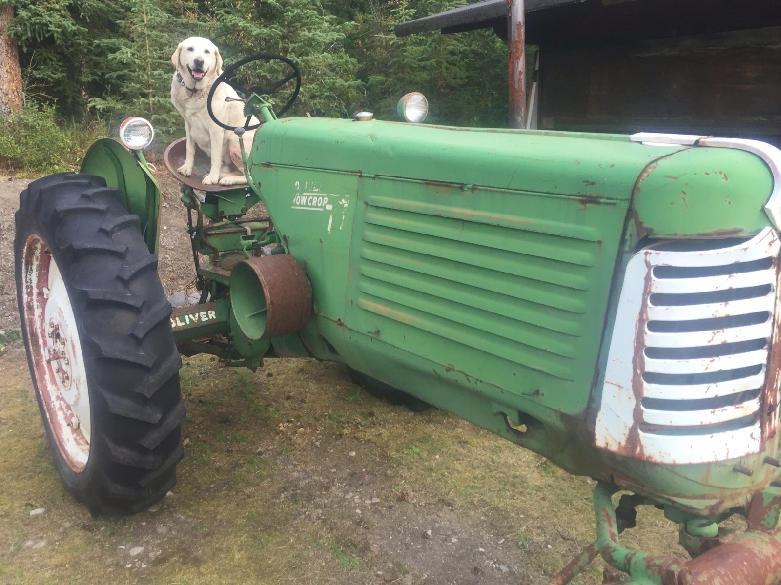 Baylor the Farm Dog - Slana, Alaska