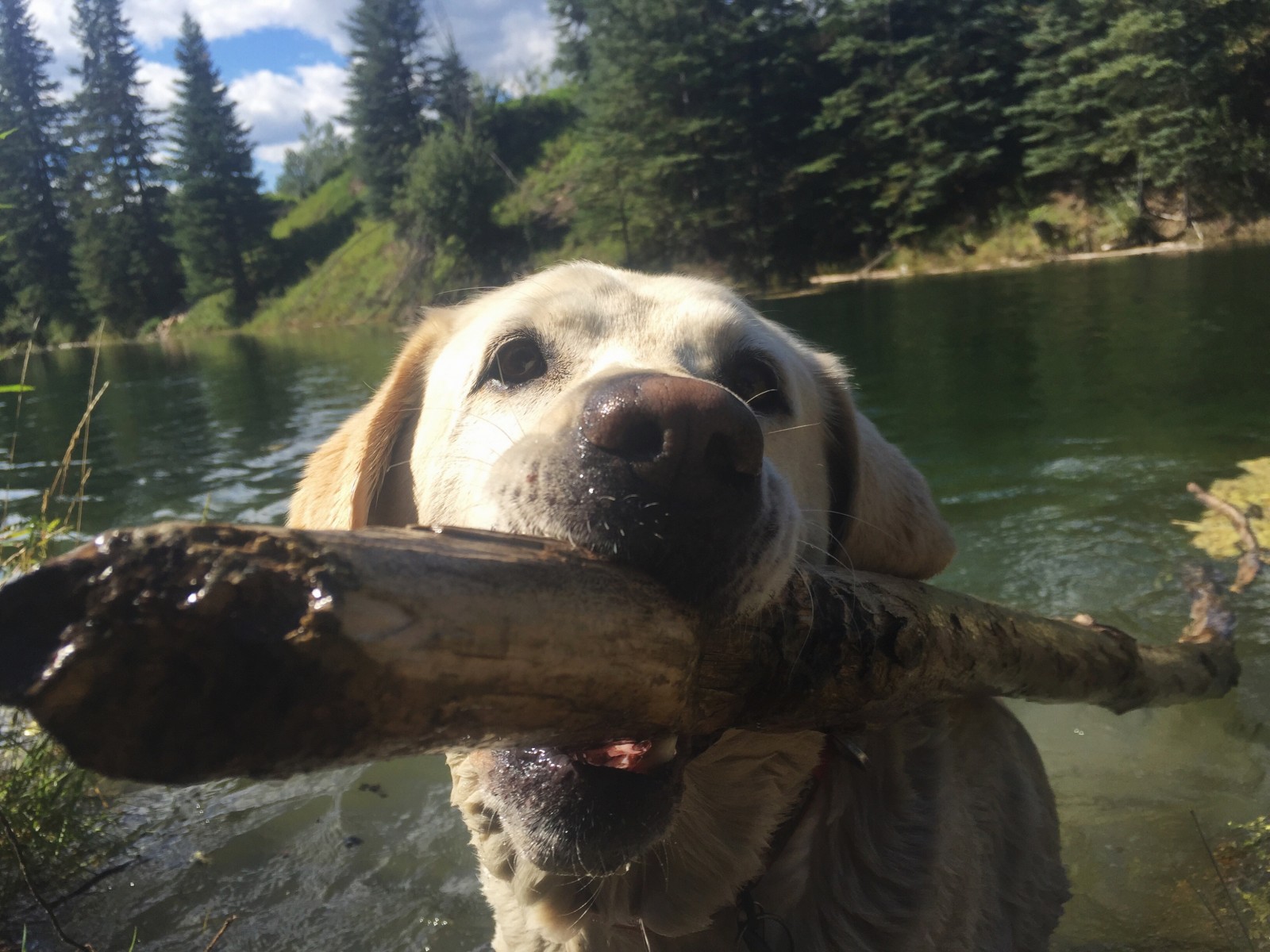 Baylor the Dog plays fetch - British Columbia