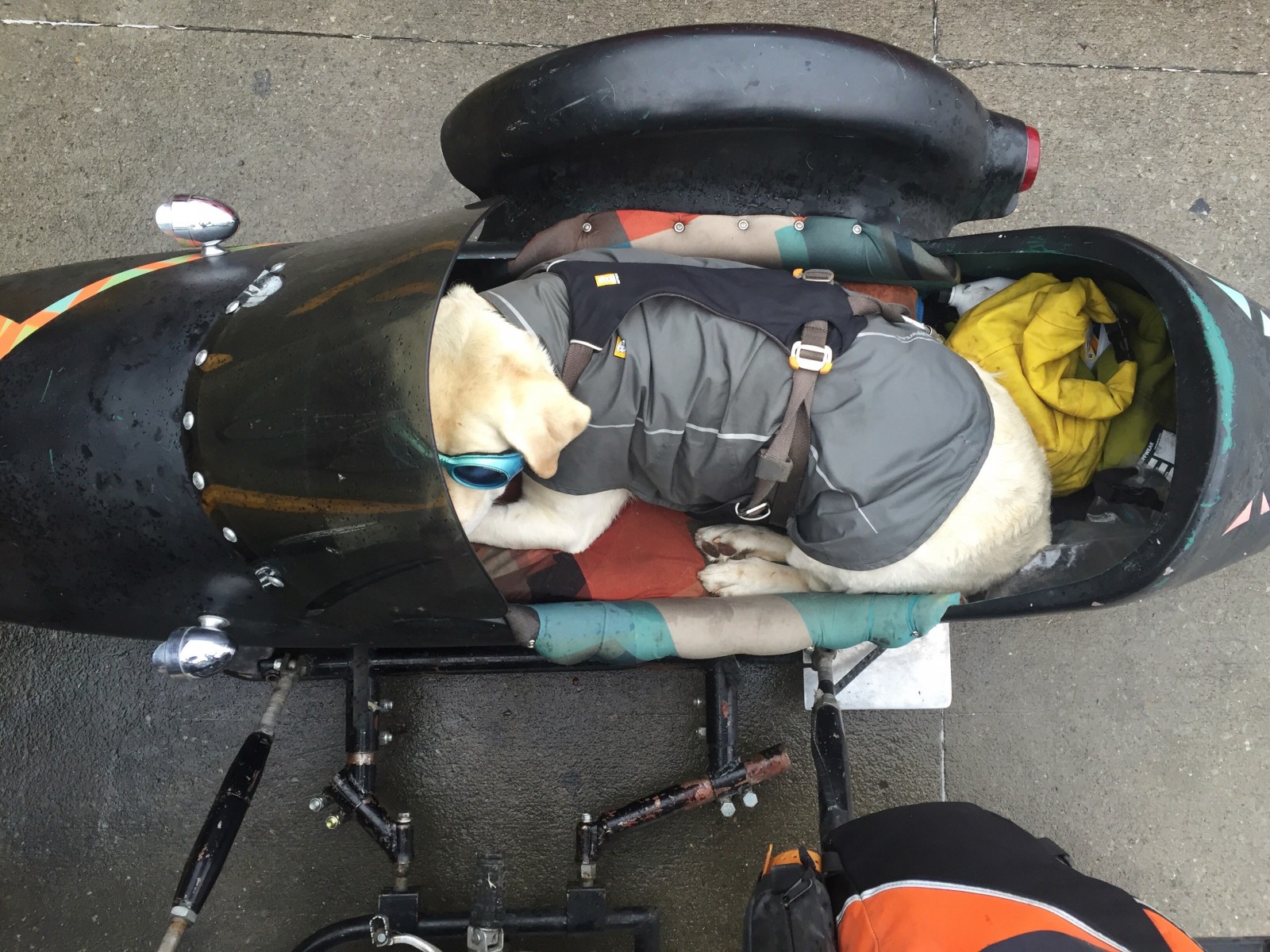 Baylor in the Sidecar - Operation Moto Dog Day 108