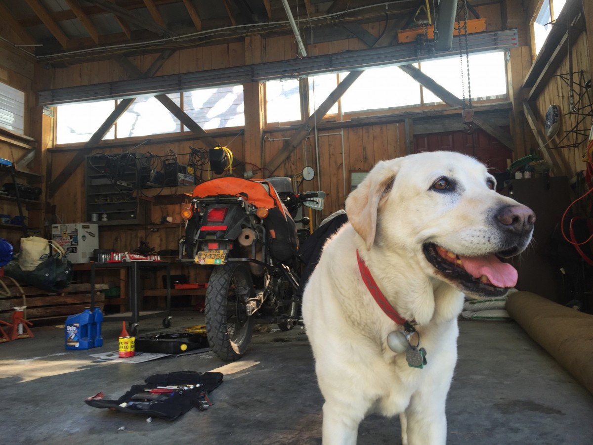 Baylor the Sidecar Dog - Operation Moto Dog