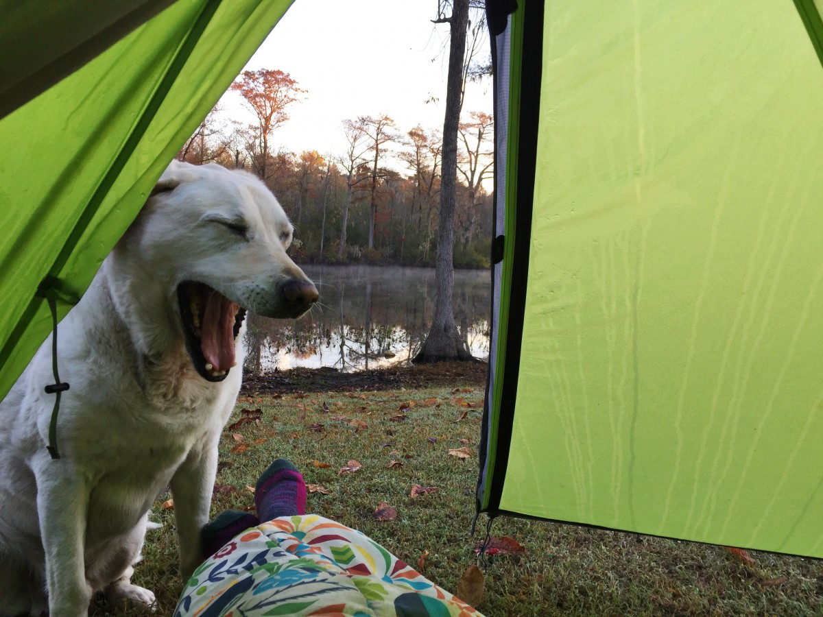 Baylor the Sidecar Dog | Sleepy Camping Dog | Operation Moto Dog Day 142