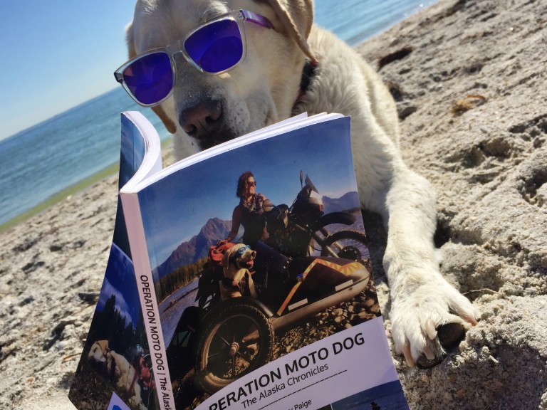 Baylor the Dog reads the Operation Moto Dog Book