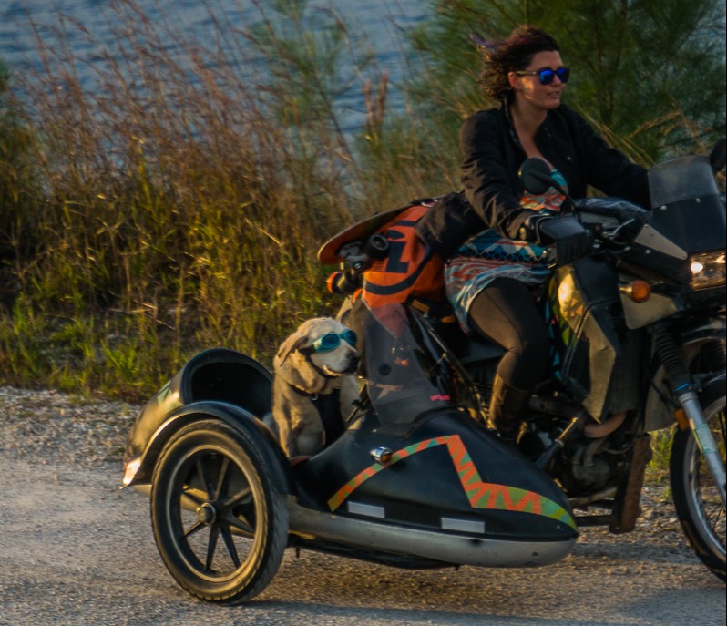 sidecar dog motorcycle