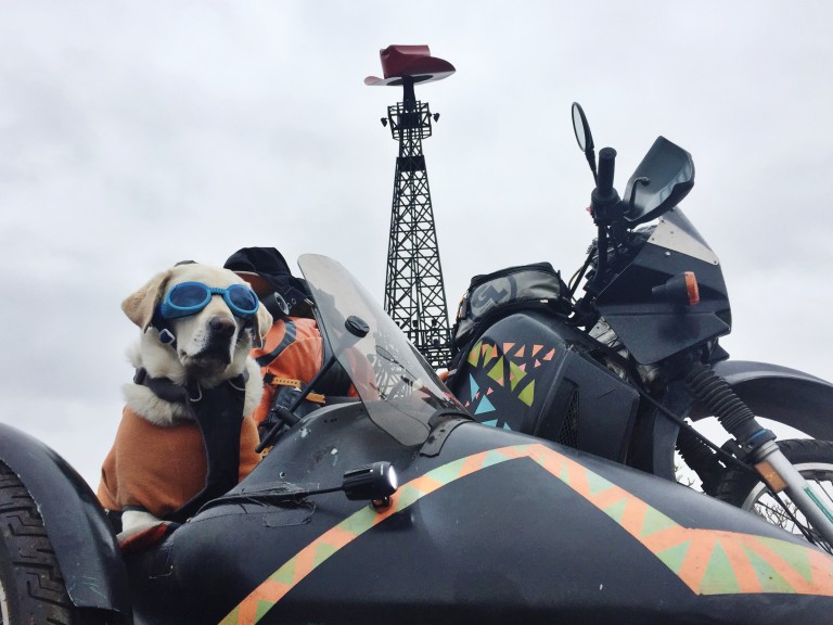 Sidecar Dog Baylor in Paris Texas