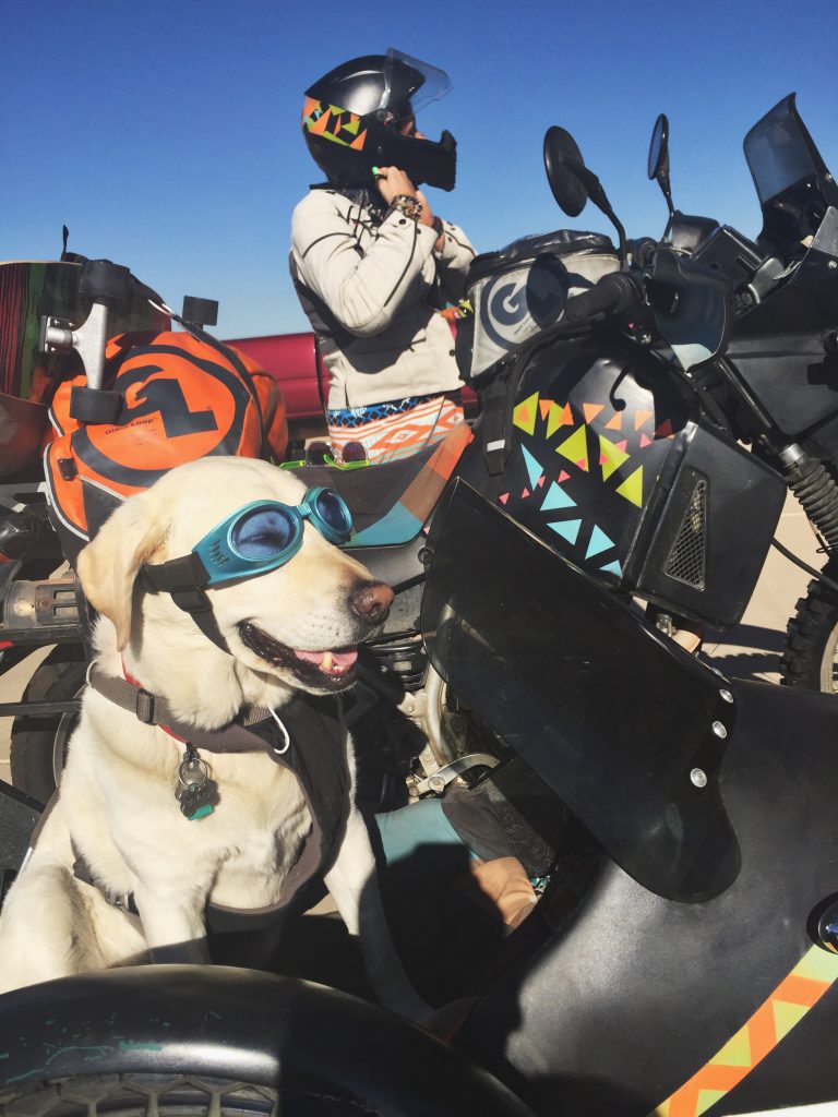 Baylor the Sidecar Dog | Operation Moto Dog Day 381