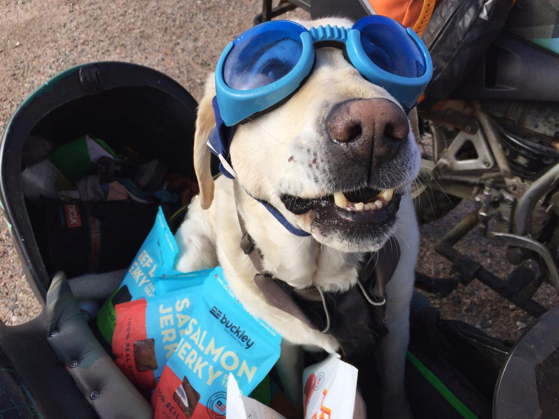 Baylor the Motorcycle Dog