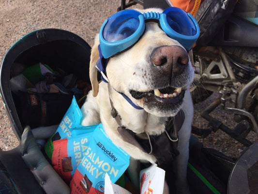 Baylor the Motorcycle Dog