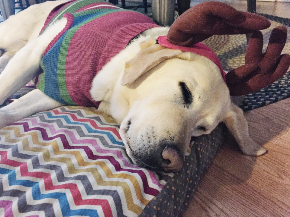 Baylor the Christmas Dog