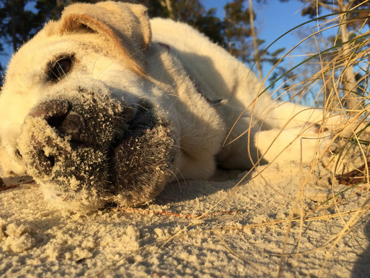 Baylor the Sidecar Dog