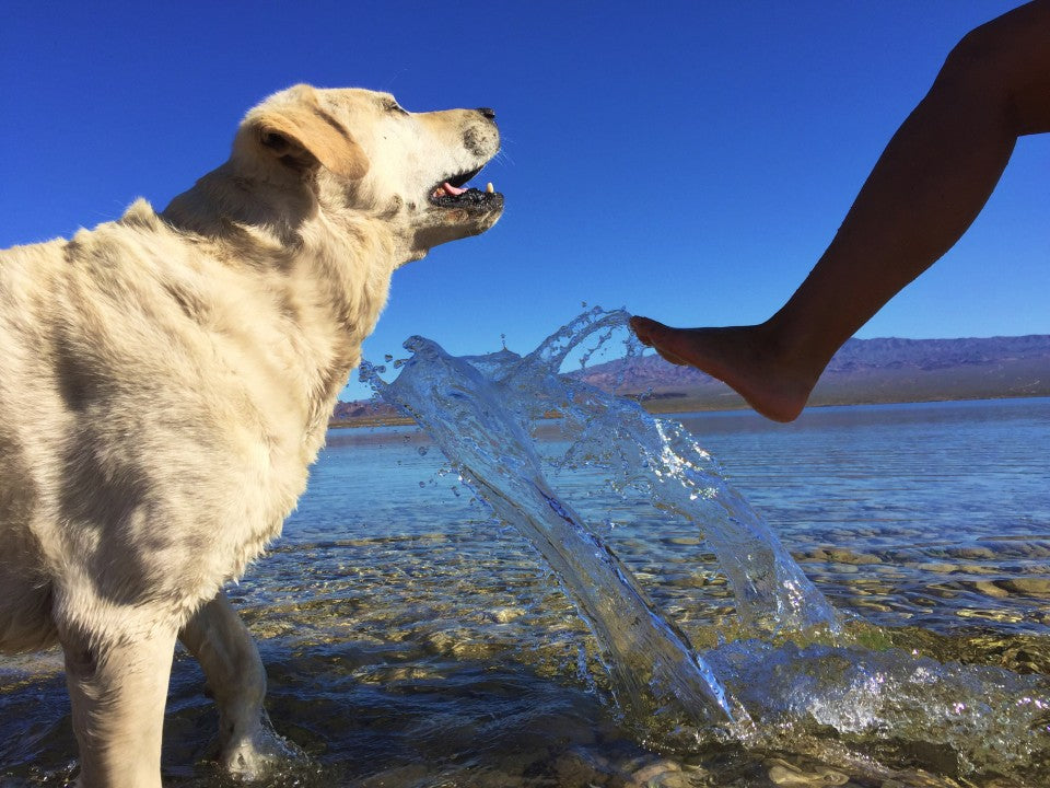 Baylor the Dog and Mallory Paige play in Lake Mohave