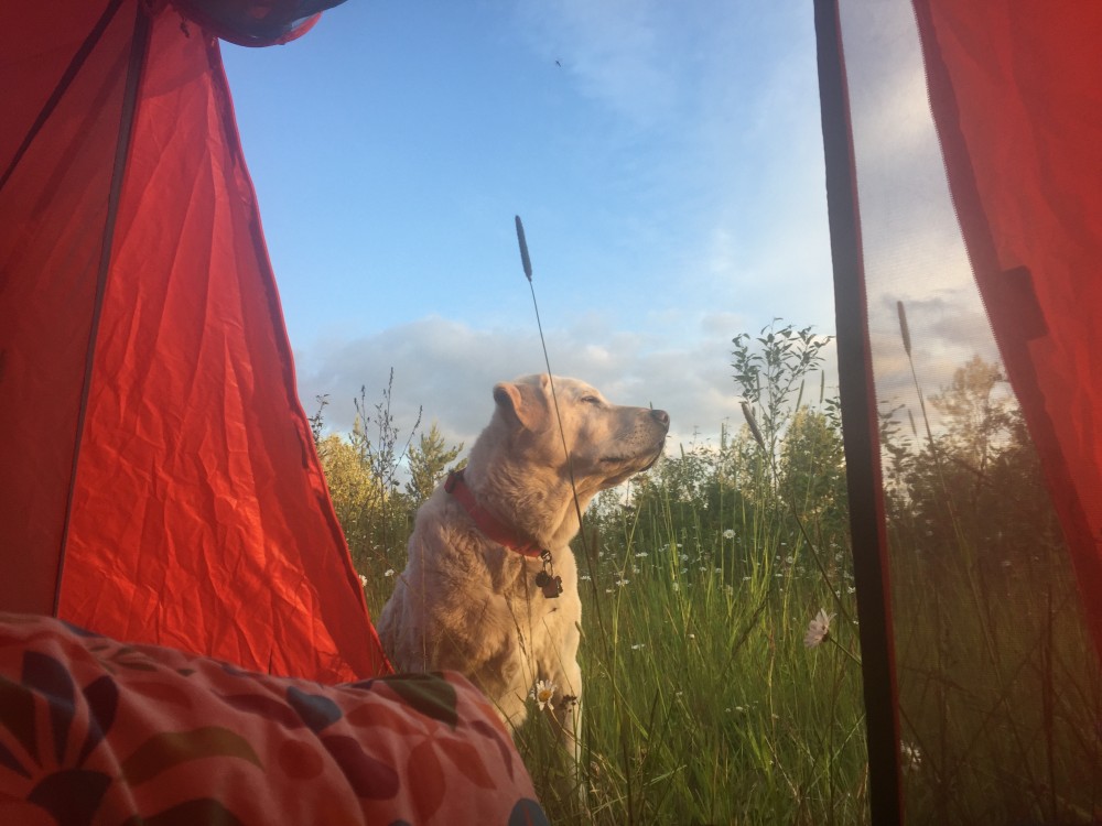 Baylor the Dog Camping | Operation Moto Dog Day 10