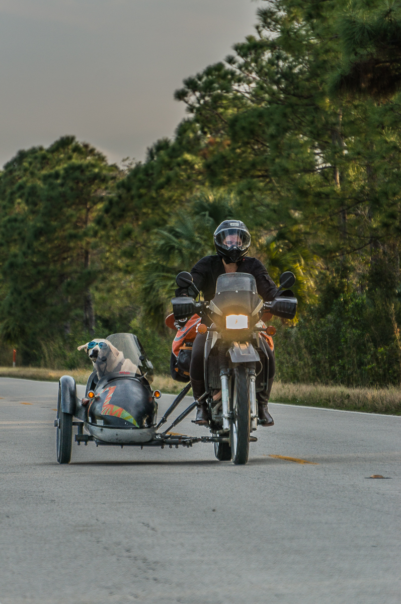 Sidecar Dog travels North America | Operation Moto Dog Day 218