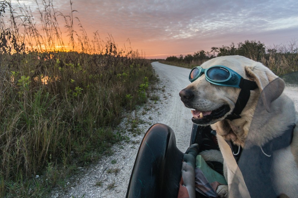 Baylor the Motorcycle Sidecar Dog | Operation Moto Dog