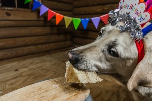 Baylor the Dog Birthday Parth | Operation Moto Dog day 211