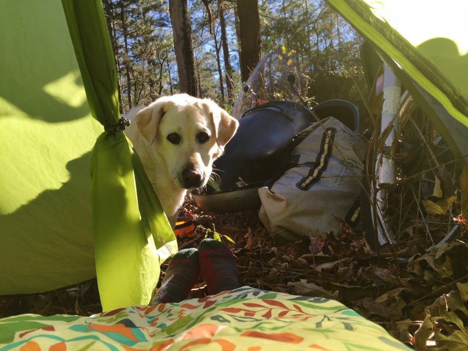 Baylor the Sidecar Dog Goes Camping