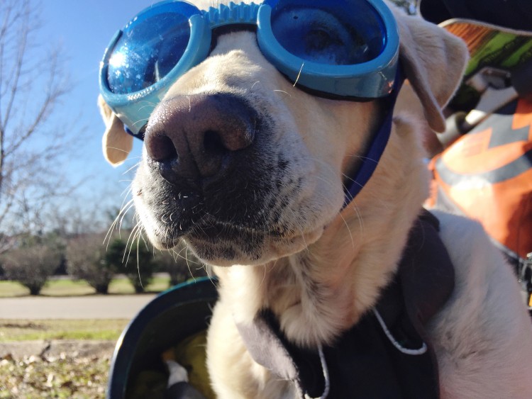 Baylor the Sidecar Dog explores Arizona