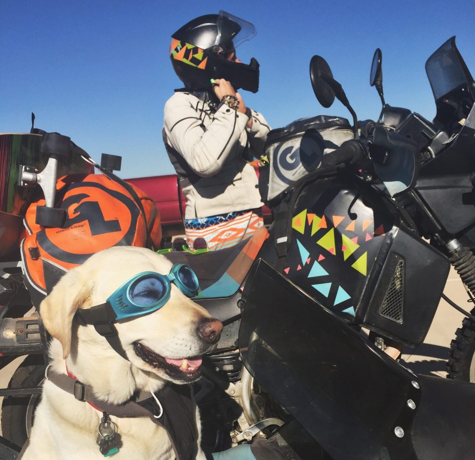 Baylor the Sidecar Dog | Operation Moto Dog Day 381