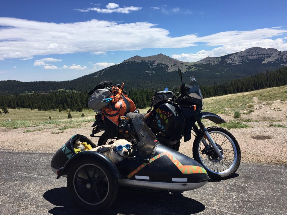 Baylor the Sidecar Dog in Big Horn National Forest