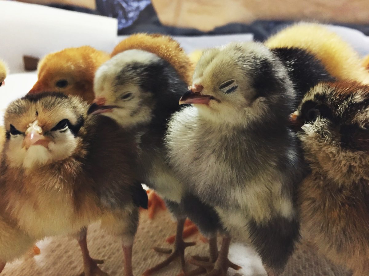 Mallory Paige got Baby Chicks!