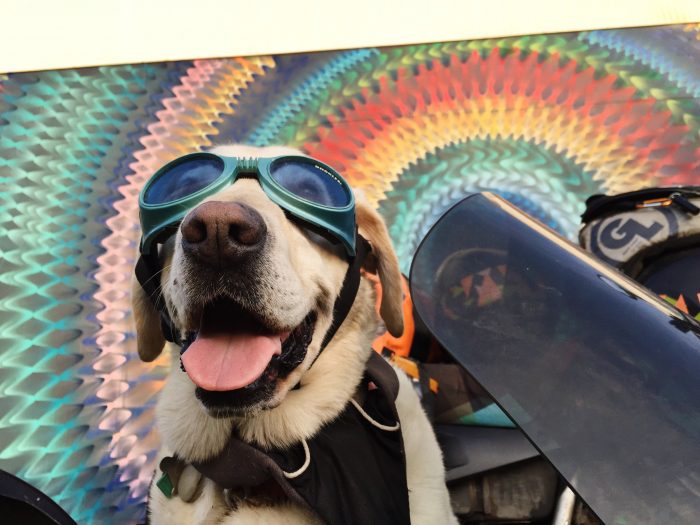 Baylor the Motorcyle Dog Loves Doggy Goggles