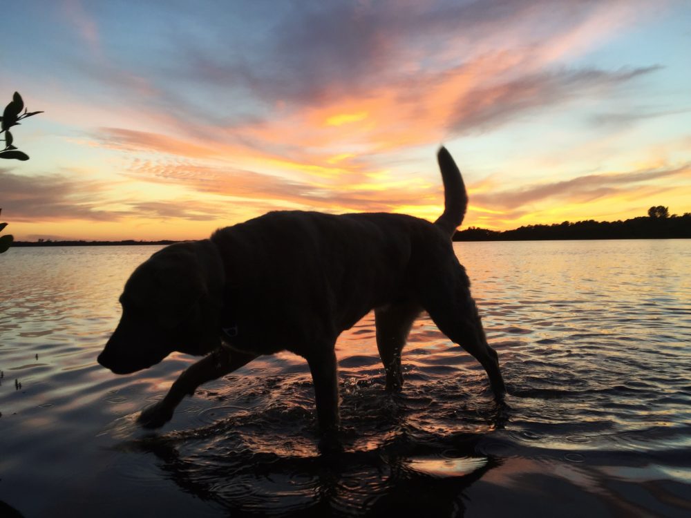 Baylor the Dog Enjoys a Florida Sunset