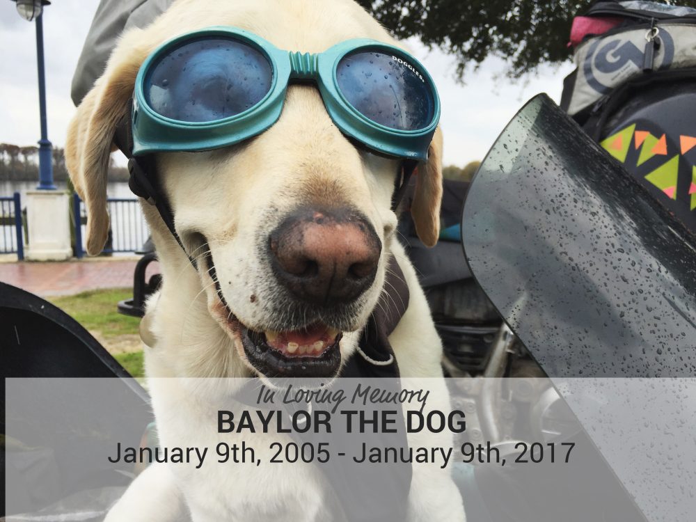 In Loving Memory of Baylor the Dog
