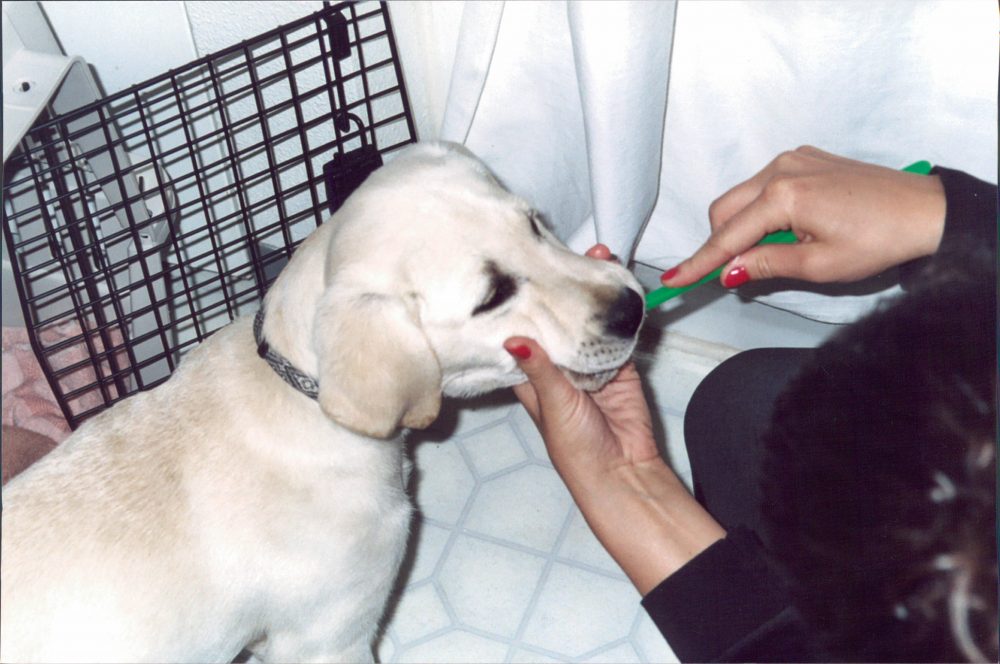 Baylor the Dog Teeth Brushing