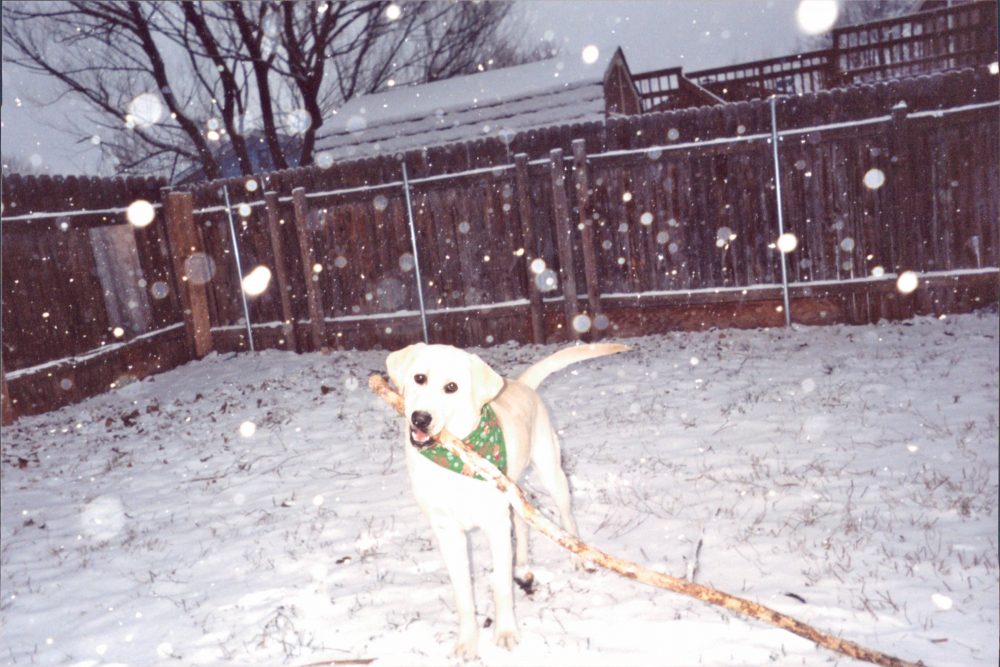 Baylor the Dog Loves Snow